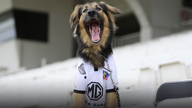 Colo Colo lamentó muerte de Capitán, su mascota oficial y símbolo de campaña de adopción