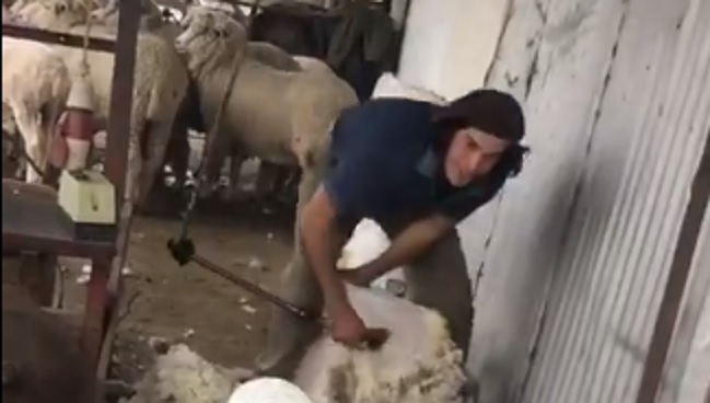 Edinson Cavani sorprendió esquilando ovejas a la espera de resolver su futuro