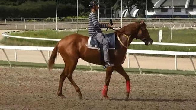 Caballo purasangre multicampeón fue víctima de horrible crimen en Venezuela