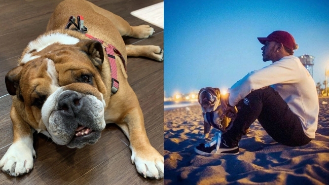 Experta advirtió a Lewis Hamilton por cambiar a su perro a una dieta vegana