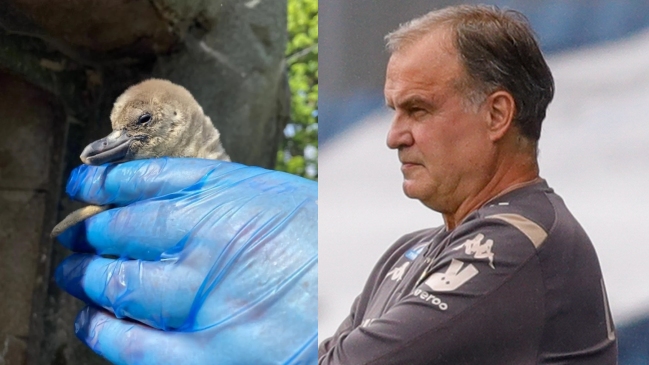 Zoológico de Leeds bautizó a pingüino recién nacido con el nombre de Bielsa