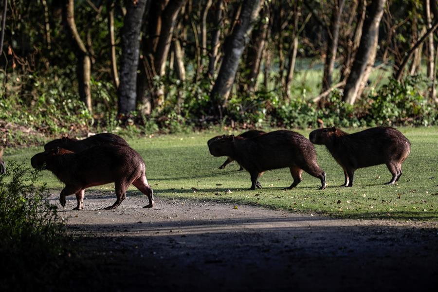 ¡Increíble! Animales salvajes invaden cancha de golf en Brasil en medio de la pandemia