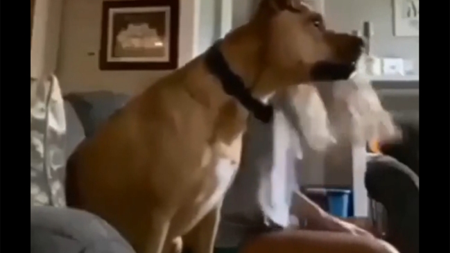 ¿Real o fake? El viral de un perro que “celebra” un gol de Italia
