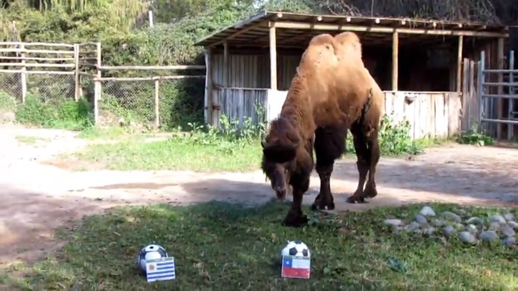 El camello “Joe” se aventuró con un pronóstico para el estreno de Chile en las clasificatorias