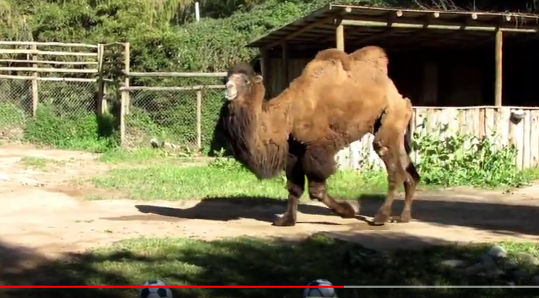 Camello “Joe” ya lanzó su pronóstico para duelo entre Chile y Colombia