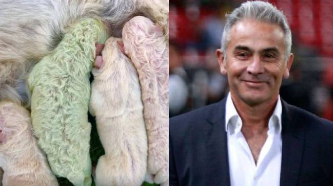 Juvenal Olmos y el nacimiento de un perro verde en Italia: Mi apodo lo viralizó Bonvallet