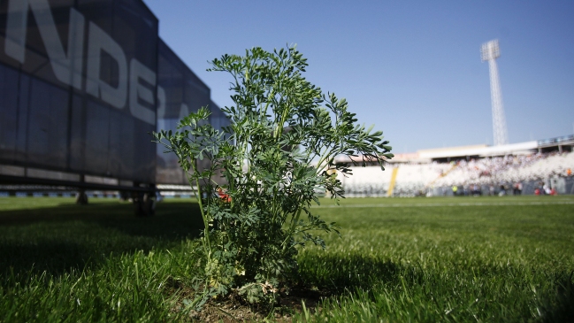 ¿Influyó en el alza? Colo Colo volvió a sembrar ruda para el duelo que ganó frente a Antofagasta