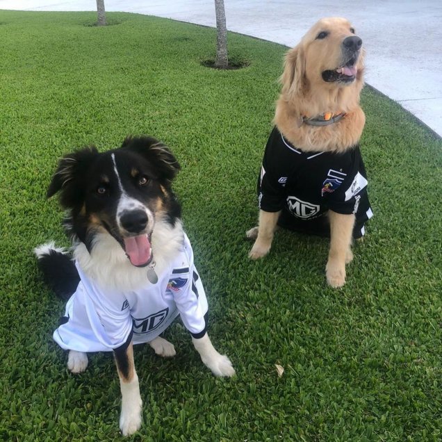 ¡A lo Alexis! Nicolás Blandi vistió a sus perros con las camisetas de Colo Colo