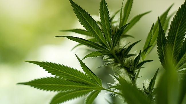 Ex jugador de Real Madrid fue detenido por vinculación al cultivo ilegal de marihuana