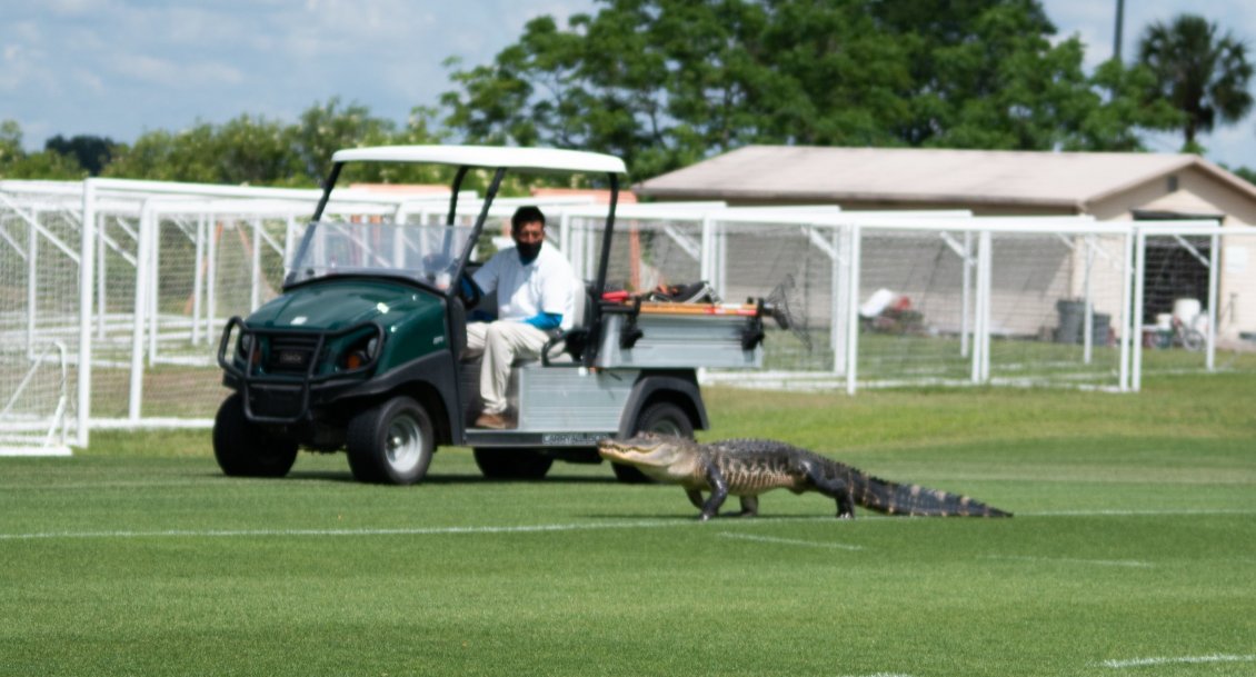 ¡Insólito! Un cocodrilo interrumpió la práctica de Toronto FC de Yeferson Soteldo