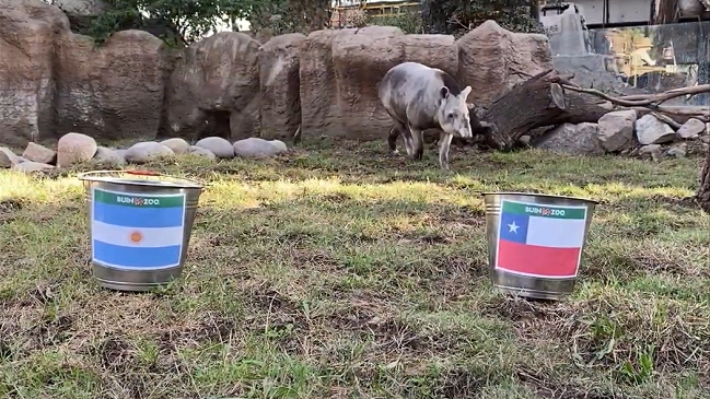 Tapir “Manolo” entregó su predicción para el debut oficial de Martín Lasarte