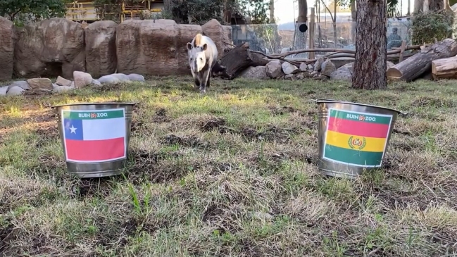 Sin titubeos: Tapir “Manolo” predijo una victoria de la Roja sobre Bolivia