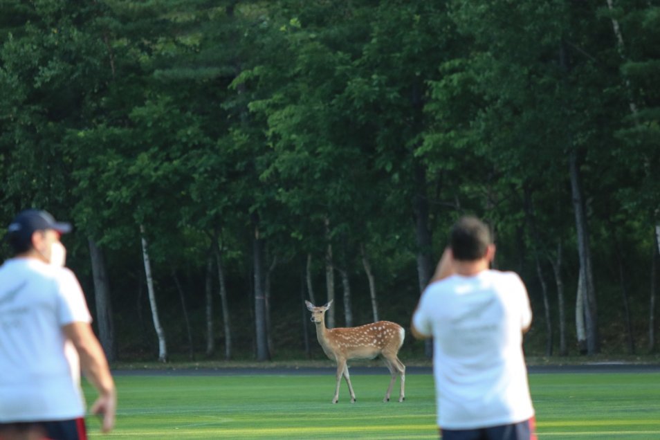 Un ciervo sika acaparó la atención en la práctica de La Roja Femenina en Sapporo