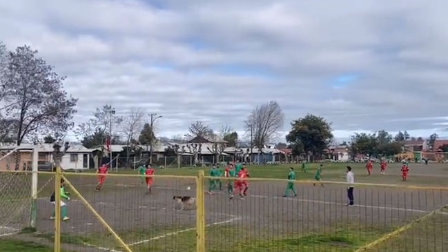 Perro irrumpió en la cancha y anotó un gol en partido del fútbol amateur en Chillán