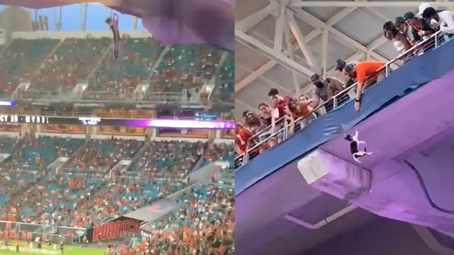 Gato causó preocupación al quedar colgando en un estadio