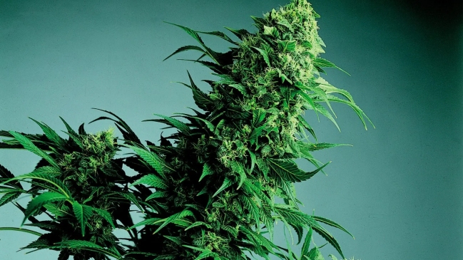 Agencia Antidopaje revisará presencia del cannabis en lista de sustancias prohibidas para deportistas