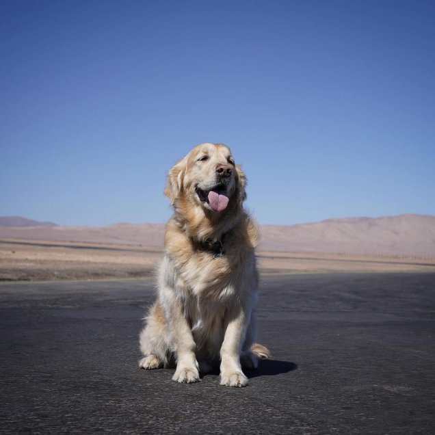 La nueva publicación “canina” de Alexis Sánchez