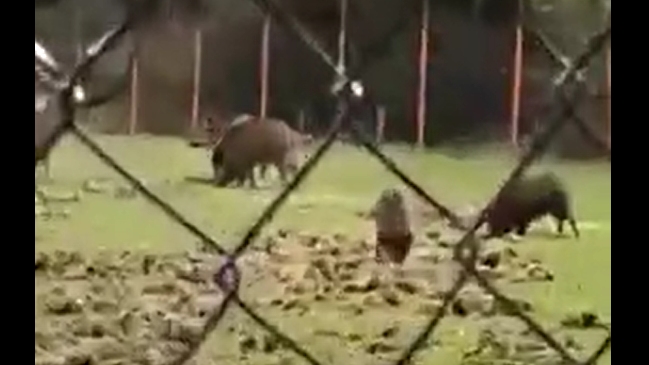 Piara de jabalíes destruyó el pasto de una cancha de fútbol en singular invasión