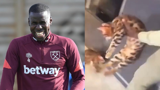 Imágenes fuertes: Futbolista de West Ham fue grabado maltratando a un gato y luego se disculpó