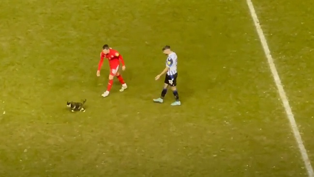 Gato escurridizo se robó la atención durante un partido del fútbol inglés