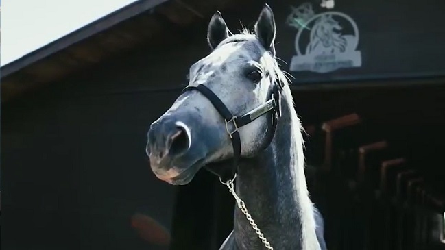 Arturo Vidal presentó al potro “Rotation”, primer semental del Haras Il Campeone