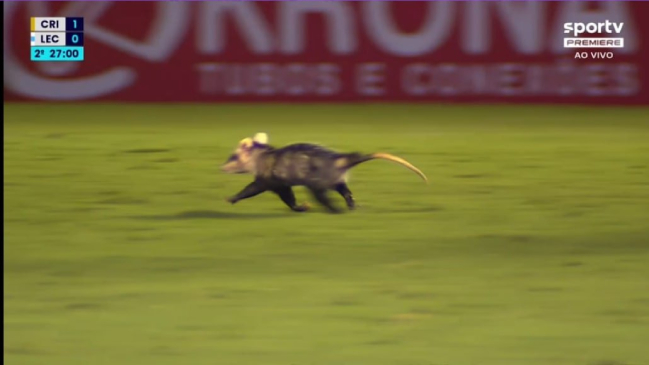 Insólito: La invasión de una zarigüeya obligó a detener un partido en Brasil