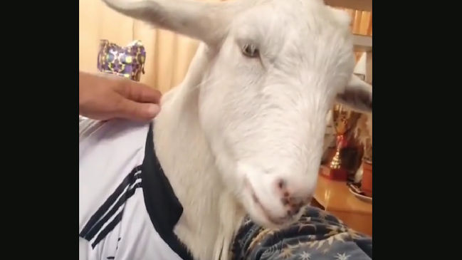 “Moisés”: La cabra que se hizo viral por vestir una camiseta de Colo Colo