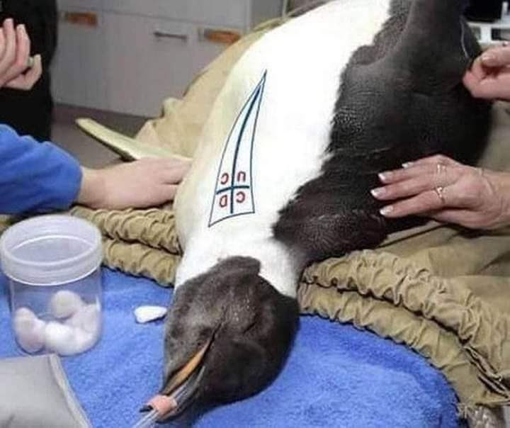 Los memes se burlaron de la UC tras la caída ante Flamengo en la Copa Libertadores