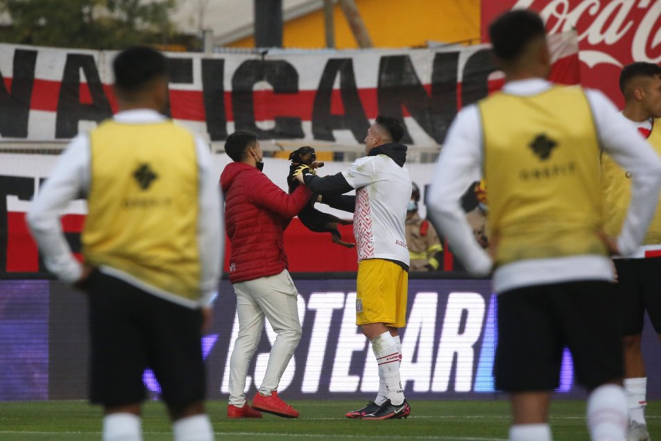 ¡Invasión canina! Un perro interrumpió el trabajo previo de Curicó antes de enfrentar a Colo Colo