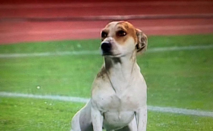 ¡Dejó su marca! El perrito que acaparó las miradas de los hinchas de Colo Colo en Curicó