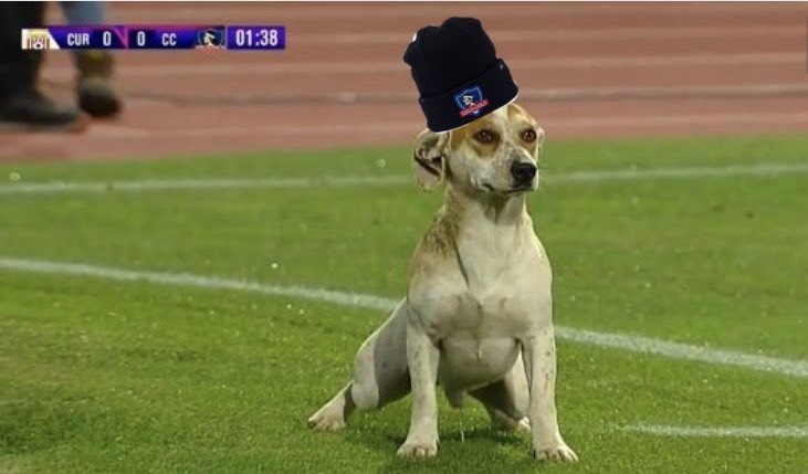 El perro “cábala” protagonizó los memes tras la victoria de Colo Colo sobre Curicó Unido