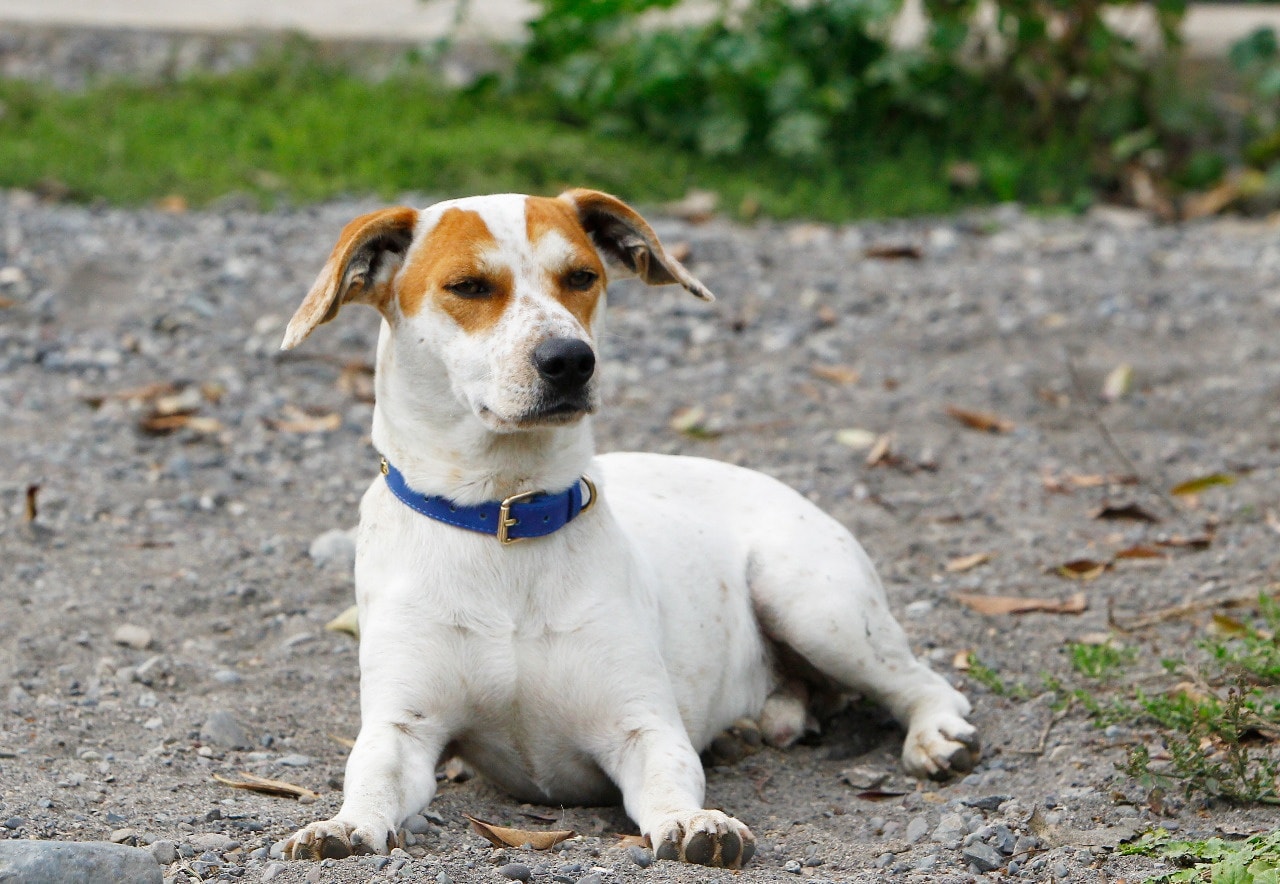 Su nombre es Johnny y busca casa: La historia del perrito que acaparó miradas en el Curicó-Colo Colo