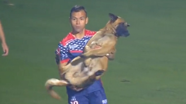Perro que invadió la cancha en duelo de Primera B apareció en informe arbitral