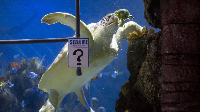 La tortuga “Yellow” predijo al ganador de la final de la Champions League