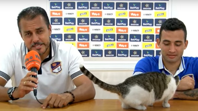 Un gato irrumpió en la conferencia de prensa de un club colombiano