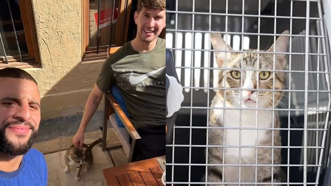 La selección inglesa regresó a casa con Dave, el gato que adoptó durante su concentración en Qatar