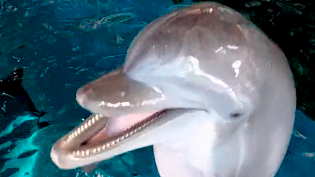 “Nicholas”, el delfín adivino, entregó su pronóstico para la final del Mundial