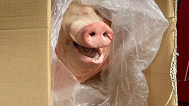 Con una cabeza de cerdo: La gravísima amenaza que recibió un equipo por sus malos resultados