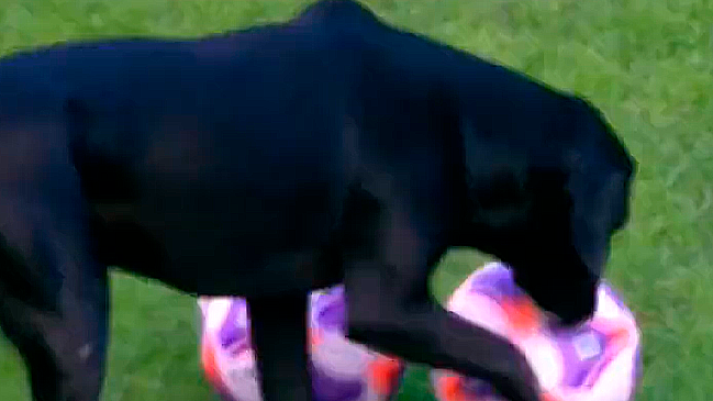 Atrevido can dejó su marca sobre los balones de un partido profesional