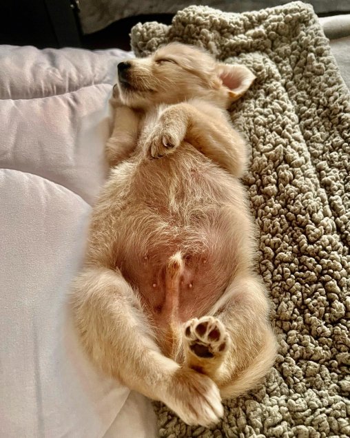 Alexis Sánchez presentó a su nuevo cachorro Salvador