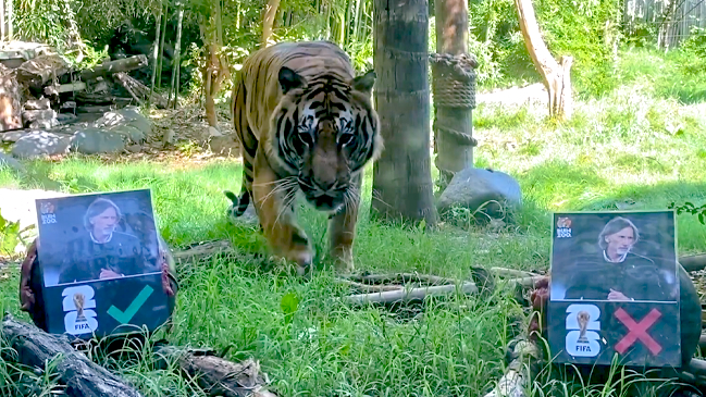 “Tigre Charly” apostó por el “Tigre” Gareca en su llegada a La Roja