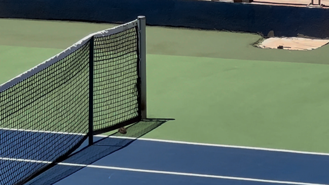 Un curioso ratón dijo presente en la nueva cancha del Court Central