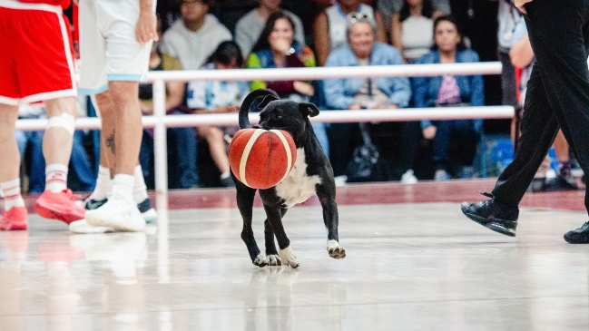 ¿Fue cábala? Un perrito se robó el balón en el histórico triunfo de Chile ante Argentina