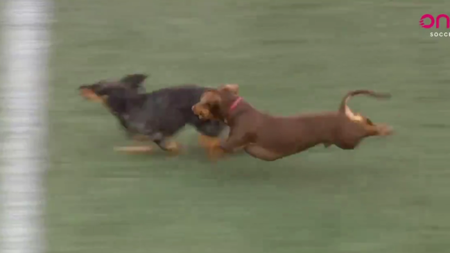 ¡Con perros salchicha!: El particular show de medio tiempo que se vio en la liga de Canadá