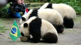 Autoridades chinas prohibieron usar osos panda como adivinos en el Mundial