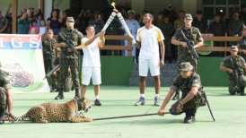 Polémica en Brasil: Matan a jaguar tras escaparse en exhibición de la antorcha olímpica