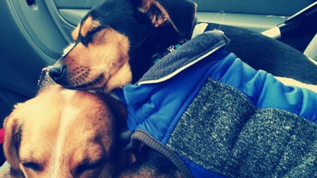 Medallista de oro en Juegos Olímpicos salvó a un perrito y lo adoptó