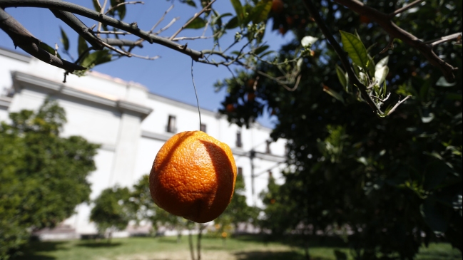 La columna de Aldo Schiappacasse: Las naranjas de La Moneda