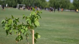 San Luis participó en iniciativa que busca plantar cien mil árboles en Quillota