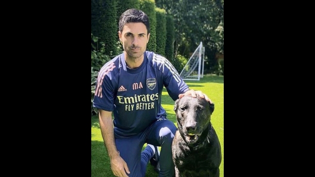 Técnico de Arsenal se compró un perro guardián de 22 mil euros ante ola de robos en Londres
